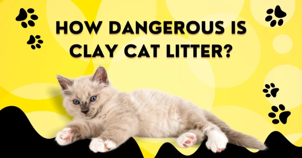 How Dangerous Is Clay Cat Litter