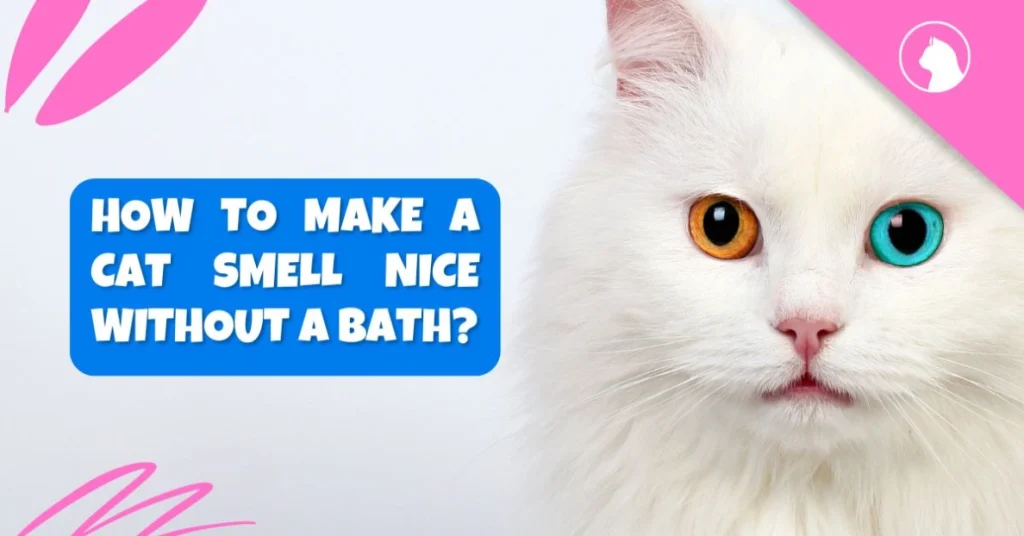 How to Make a Cat Smell Nice Without a Bath