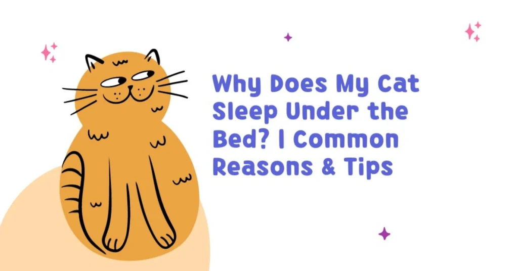 Why Does My Cat Sleep Under the Bed Common Reasons & Tips