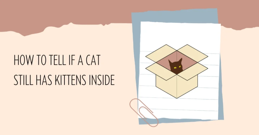 How to Tell if a Cat Still Has Kittens Inside