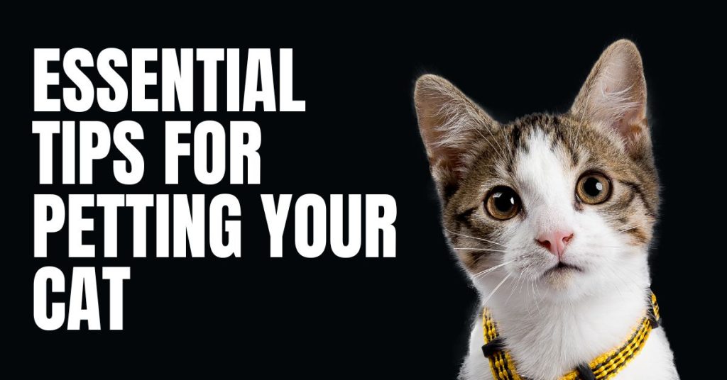 Essential Tips for Petting Your Cat